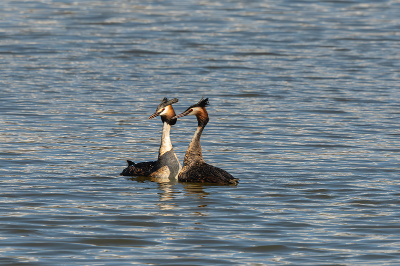 Cabussó emplomallat (Podiceps cristatus)
