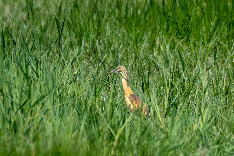 Martinet ros ( Ardeola ralloides )