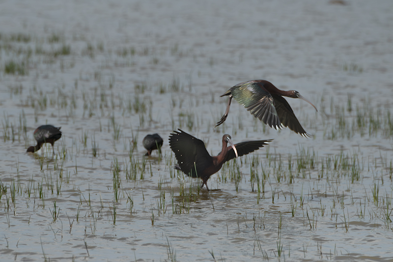 Capó reial ( Plegadis falcinellus )