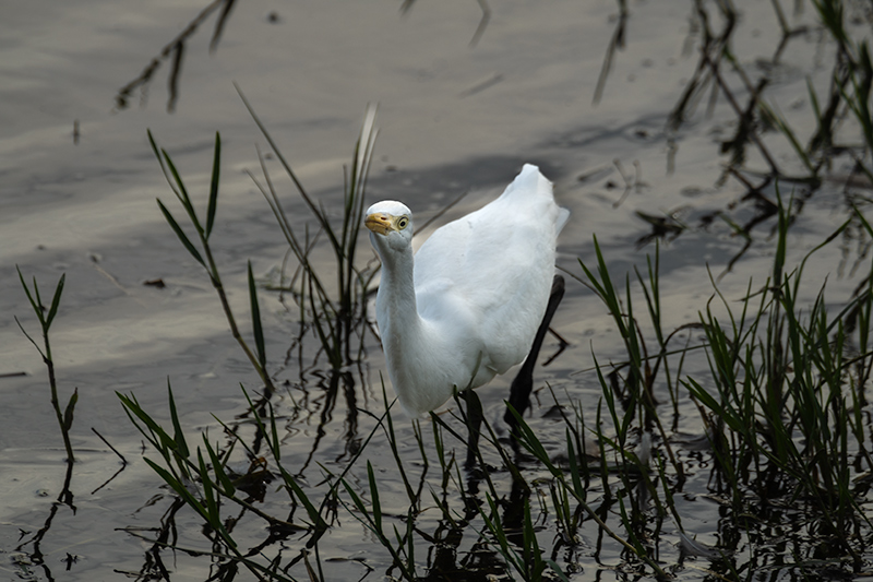 Esplugabous (Bubulcus ibis)