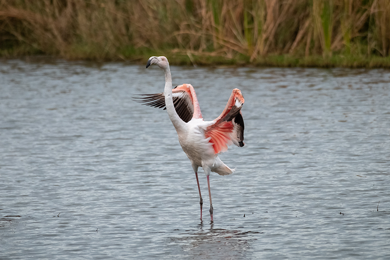 Flamenc (Phoenicopterus ruber)