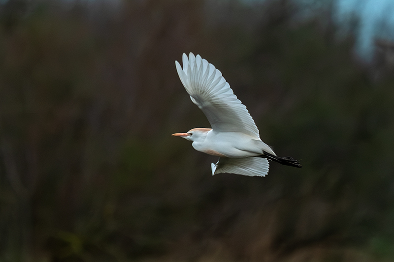 Esplugabous (Bulbucus ibis)