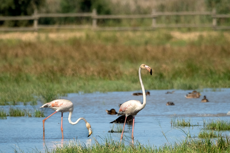 Flamenc ( Phoenicopterus ruber)