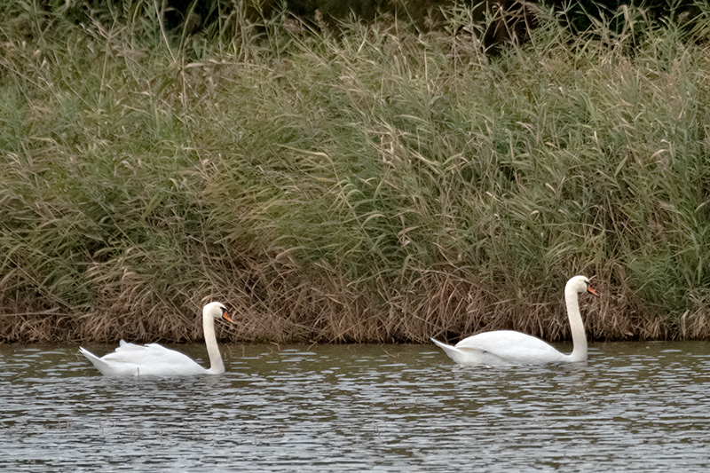 Cigne mut ( Cygnus olor )