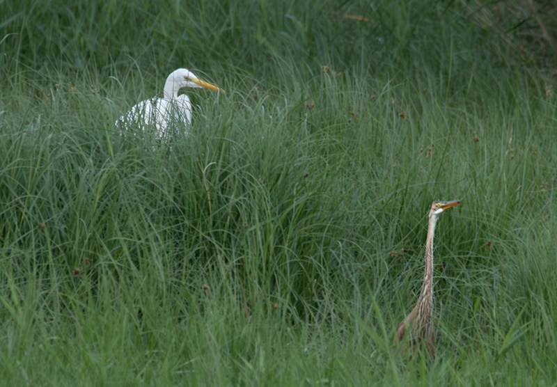 Agró roig ( Ardea purpurea )