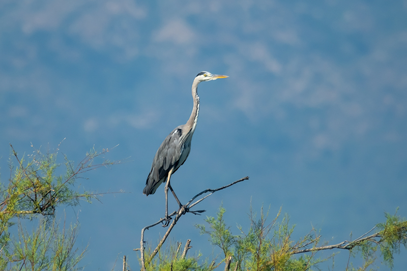 Bernat pescaire ( Ardea cinerea )