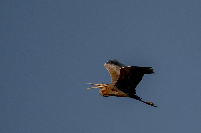 Agró roig (Ardea purpurea)