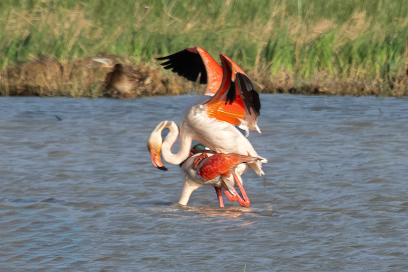 Mai ho havia vist.Flamenc ( Phoenicopterus ruber)
