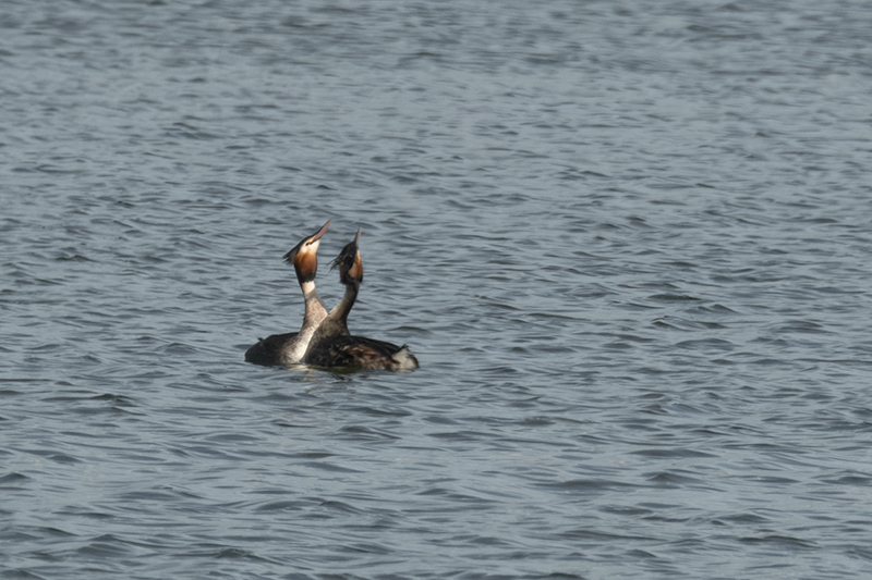 Cabussó emplomallat (Podiceps cristatus)