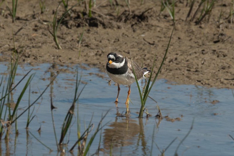 Corriol gros (Charadrius hiaticula)