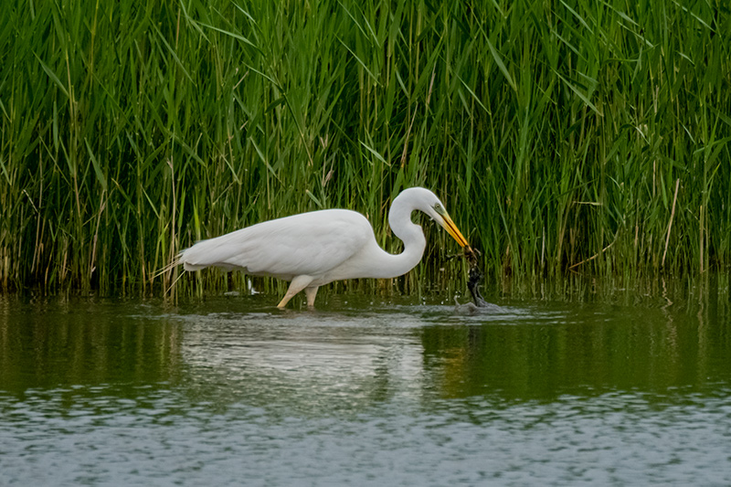 Agró blanc ( Ardea alba )