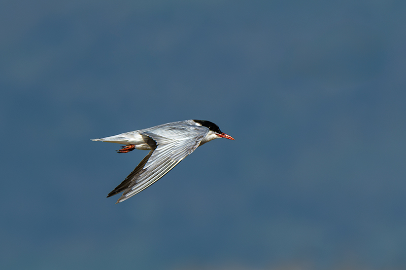 Fumarell carablanc ( Chlydonias hybridus )