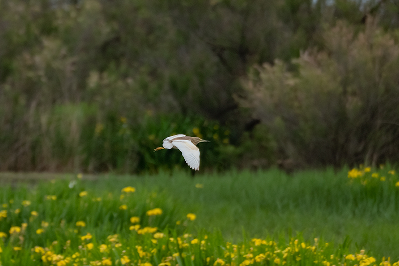 Martinet ros (Ardeola ralloides)