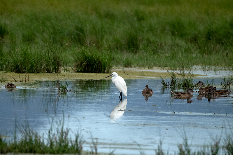 Martinet blanc (Egretta garzetta)