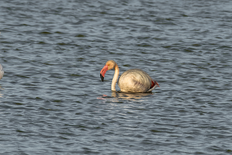 Flamenc ( Phoenicopterus ruber)