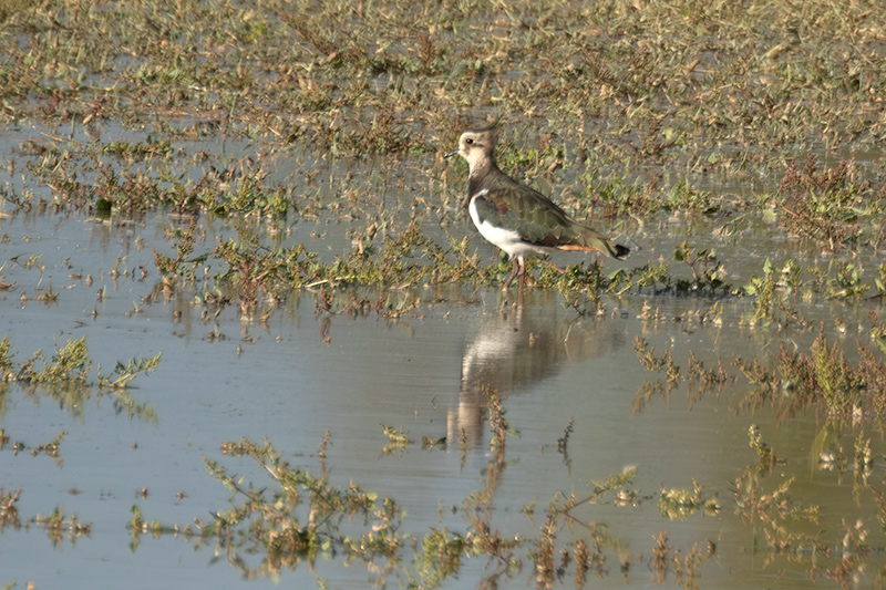 Fredeluga (Vanellus vanellus)