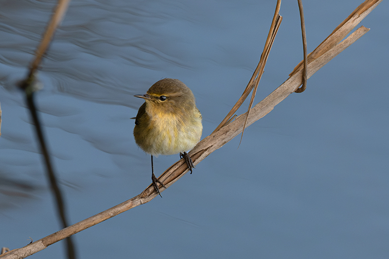 Mosquiter comú (Phylloscopus collybita)
