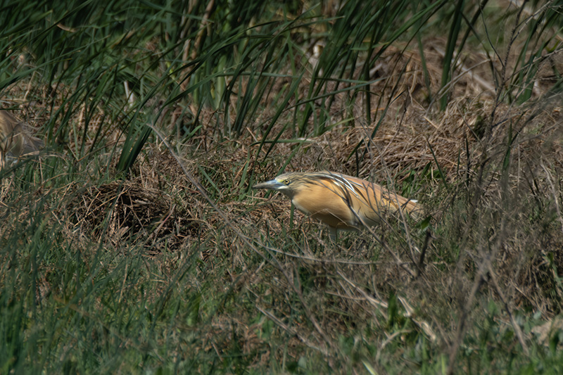 Martinet ros ( Ardeola ralloides )