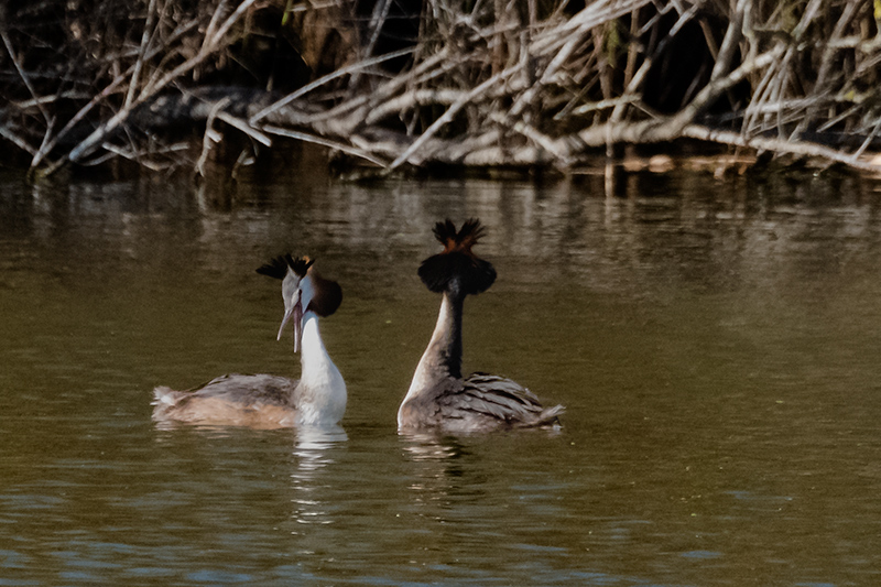 Cabussó emplomallat (Podiceps cristatus)