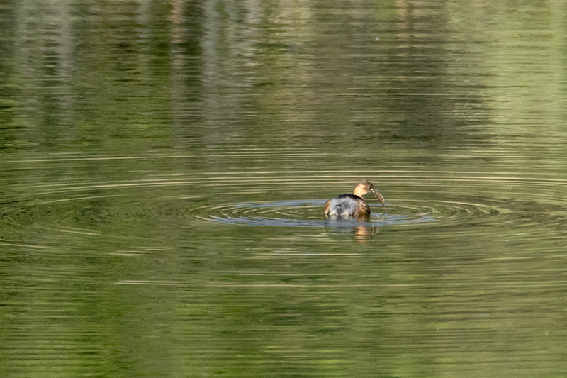 Cabusset ( Tachybaptus ruficollis )