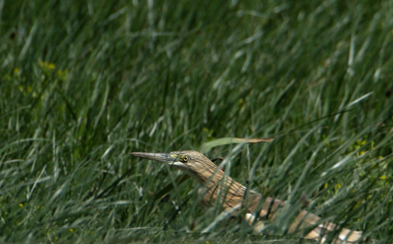 Martinet ros ( Ardeola ralloides )