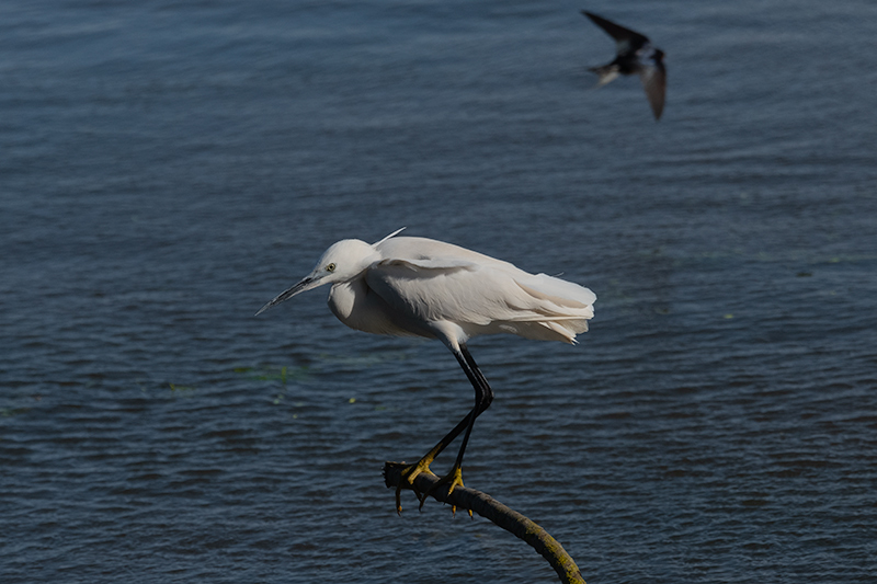 Martinet blanc (Egretta garzetta)