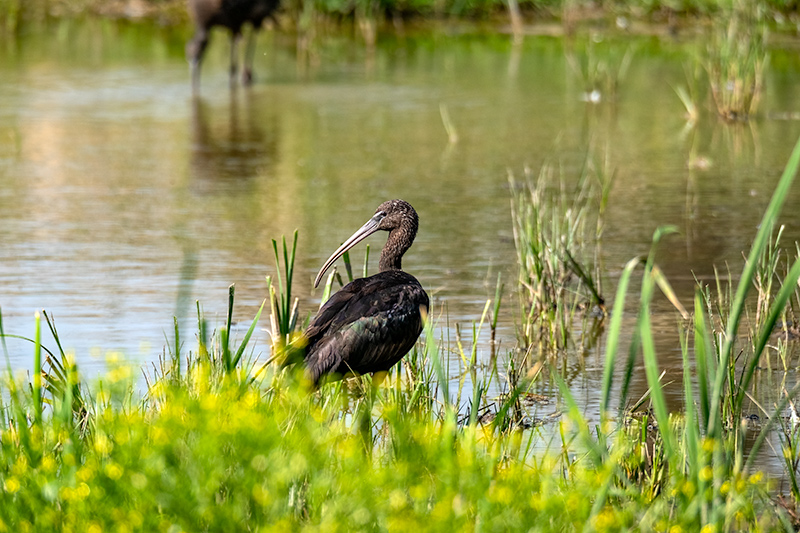 Capó reial (Plegadis falcinellus).