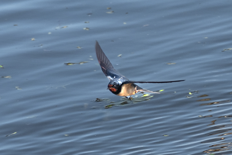 Oreneta vulgar (Hirundo rustica)