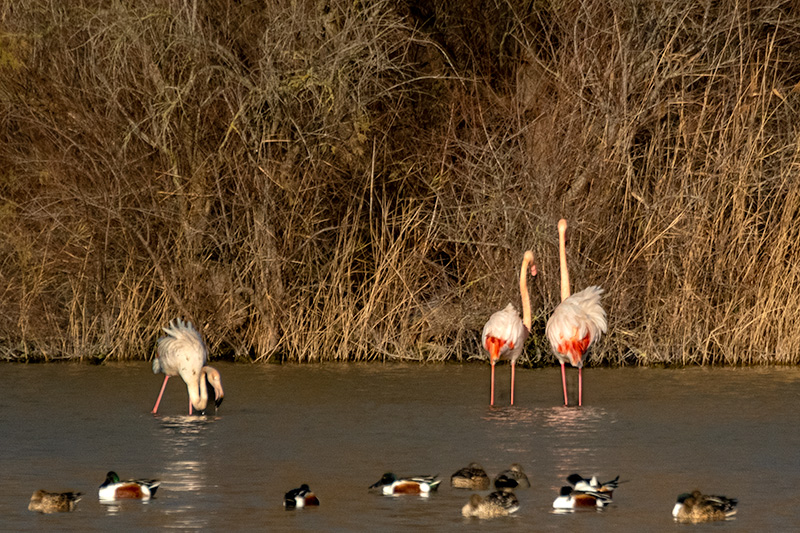 Flamenc ( Phoenicopterus ruber)