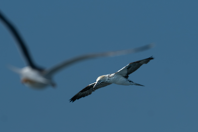 Ocells que seguien la barca
