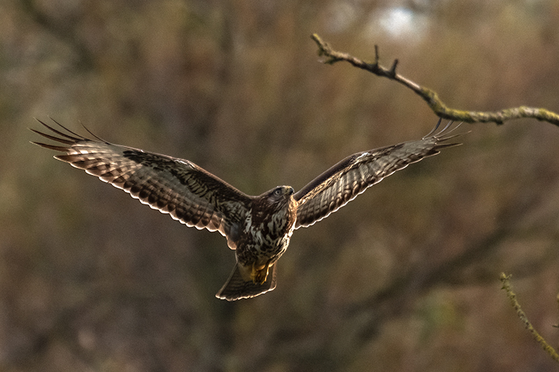 Aligot comú ( Buteo buteo )