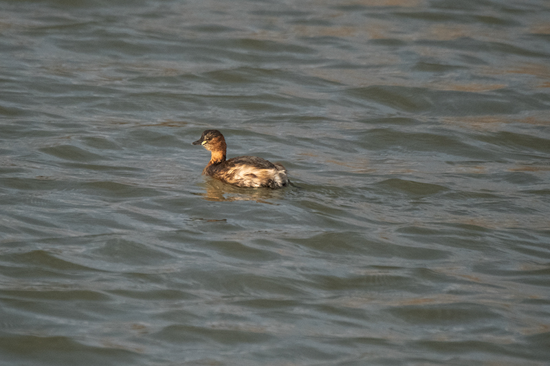 Cabusset ( Tachybaptus ruficollis )