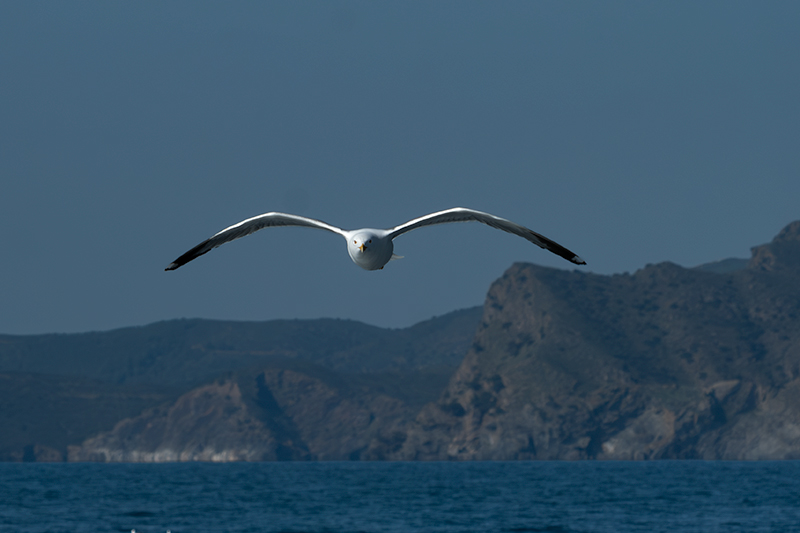 Ocells que seguien la barca