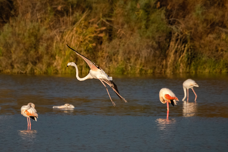 Flamenc ( Phoenicopterus ruber )