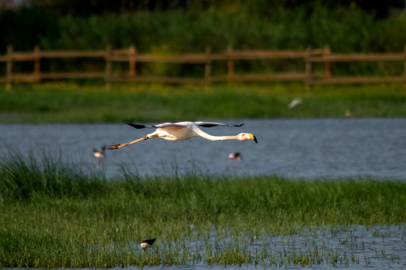 Flamenc (Phoenicopterus ruber)