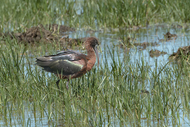 Capó reial ( Plegadis falcinellus )