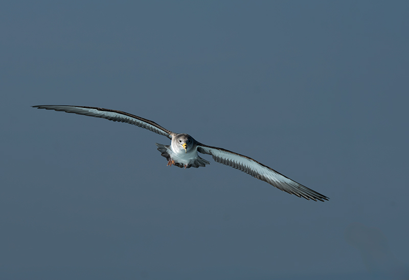 Ocells que seguien la barca