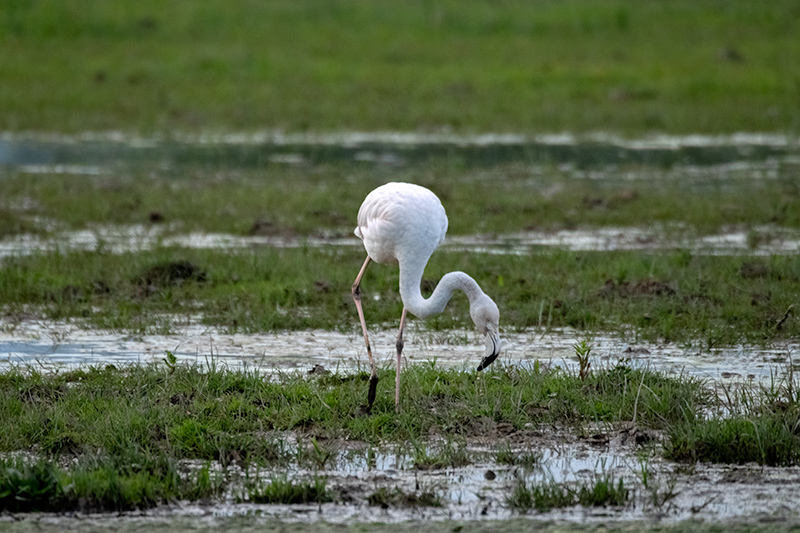 Flamenc (Phoenicopterus ruber)