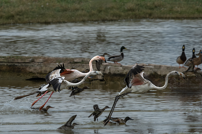 Flamenc ( Phoenicopterus ruber)