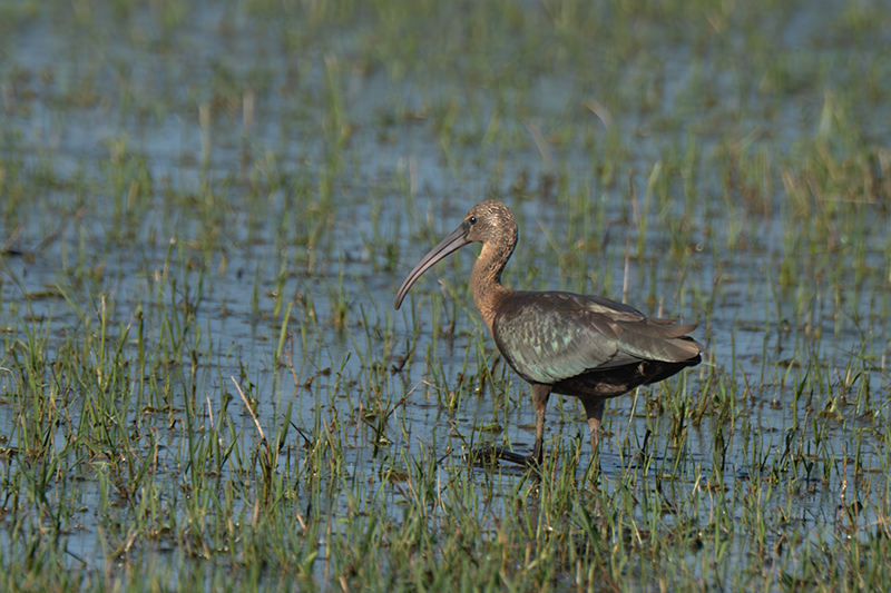 Capó reial ( Plegadis falcinellus )