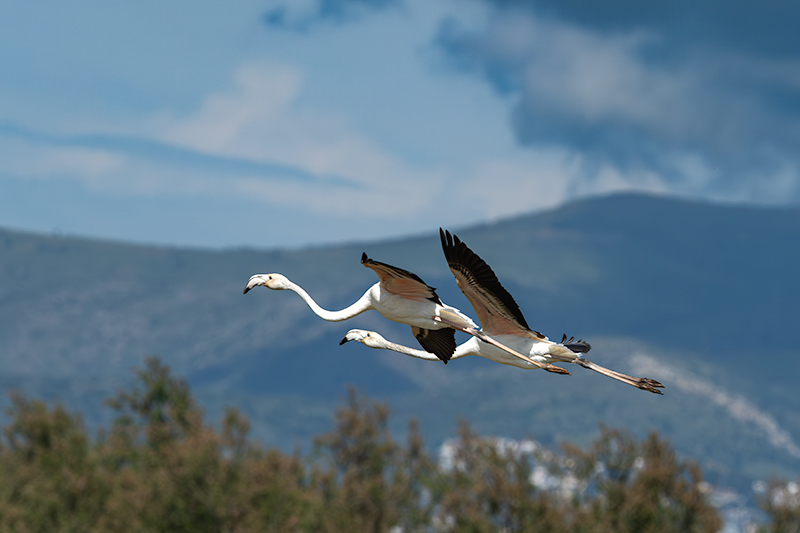 Flamenc ( Phoenicopterus ruber)