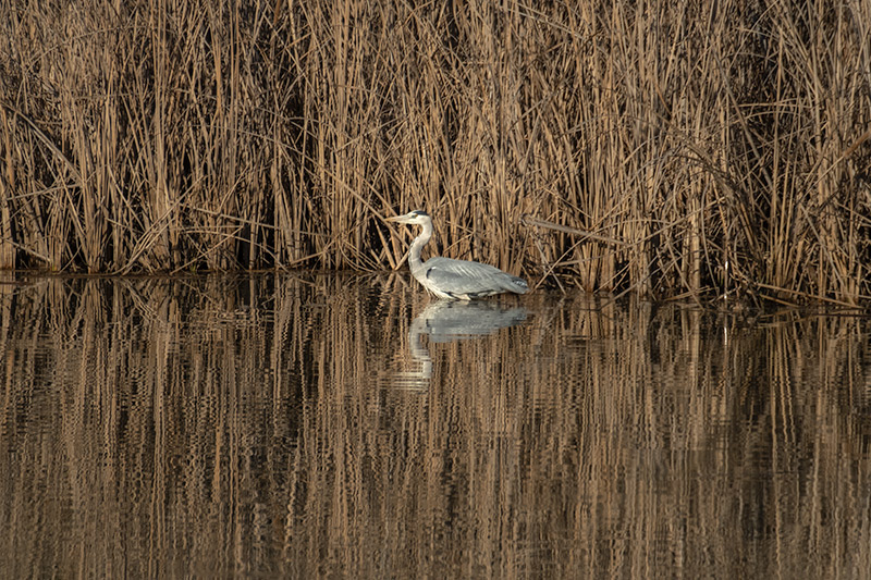 Bernat pescaire ( Ardea cinerea )