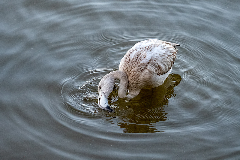 Flamenc ( Phoenicopterus ruber )