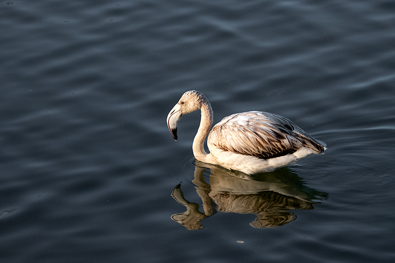 Flamenc ( Phoenicopterus ruber )