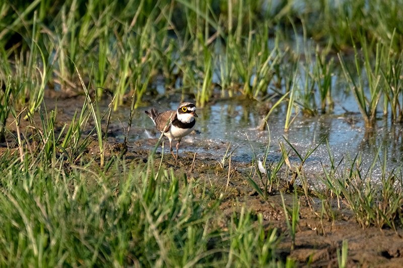 Corriol petit (Charadrius dubius)