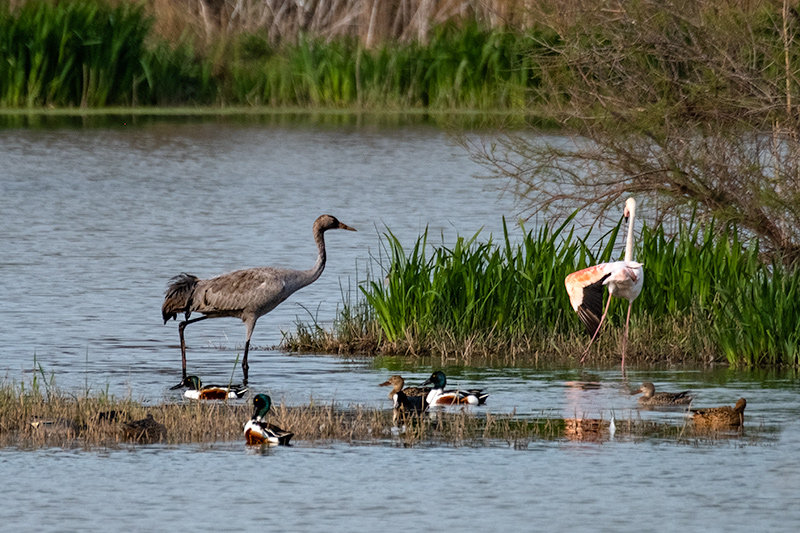 Grua (Grus grus) i  Flamenc ( Phoenicopterus ruber )