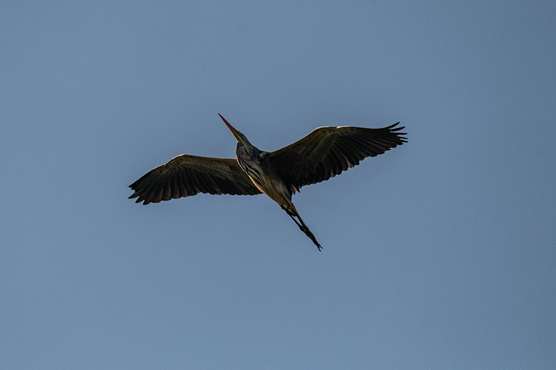 Agró roig (Ardea purpurea)