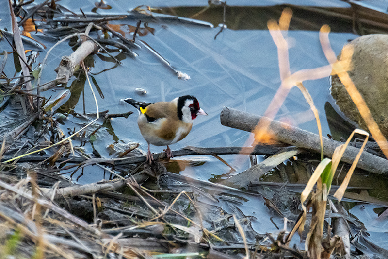 Cadernera (Carduelis carduelis)