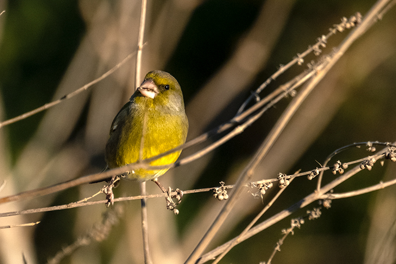 Verdum (Carduelis chloris)