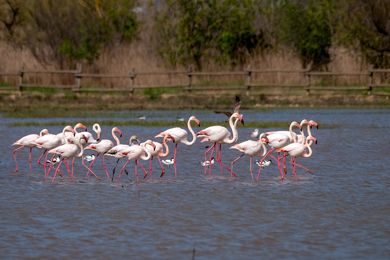 Flamenc ( Phoenicopterus ruber )